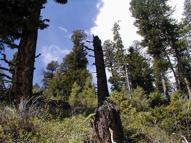 Looking west from the confluence