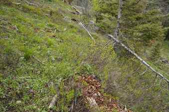 #1: The confluence point lies in a clearing on a steep, east-facing hillside