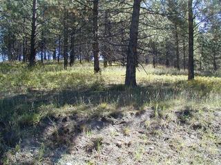 #1: Looking north from confluence