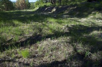 #1: The confluence point lies on an old road cut