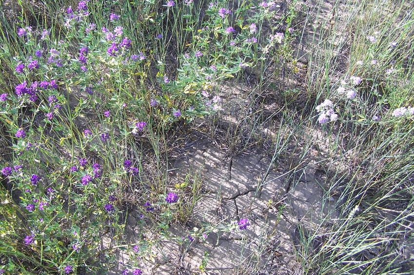 Ground cover at the confluence point.