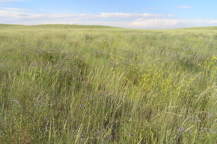 View to the north from the confluence.