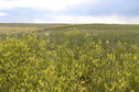 #6: View to the west from the confluence point.