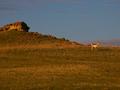 #3: Antelope near the confluence