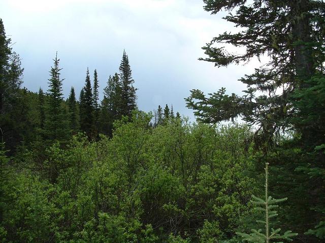 General View of the Area showing Lodgepole Pines and wetland Willows