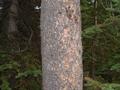 #4: View to the East showing detail of Lodgepole Pine bark.