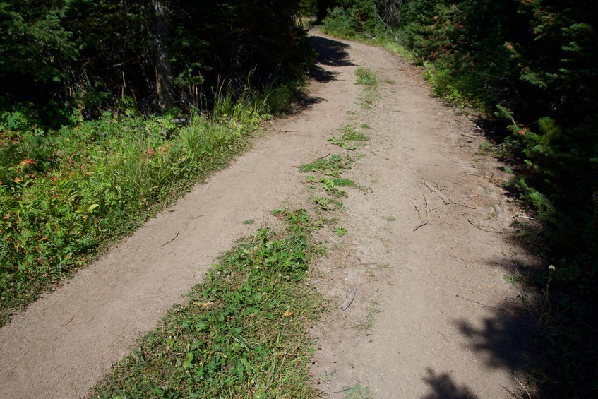 The confluence point lies on this doubletrack road, in the Lewis and Clark National Forest