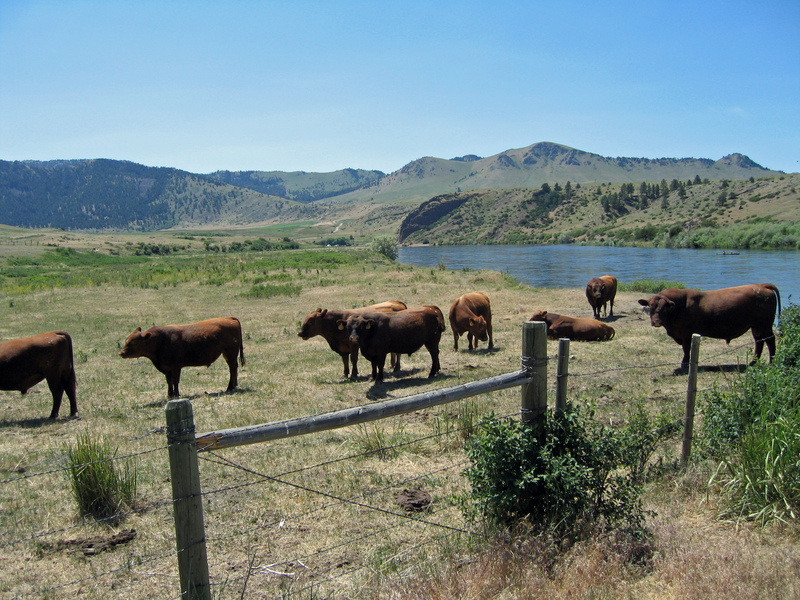 Bulls guarding the gate