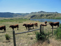 #6: Bulls guarding the gate