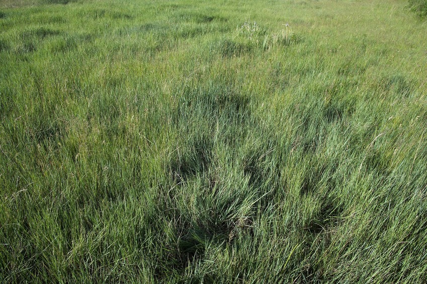 The confluence point lies in flat grassland, just 200 feet from the bank of the Missouri River