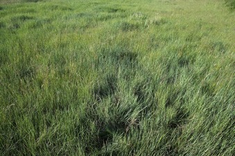 #1: The confluence point lies in flat grassland, just 200 feet from the bank of the Missouri River