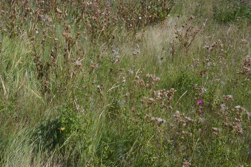 The confluence point lies in flat grassland (with scattered thistles), just 200 feet from the bank of the Missouri River