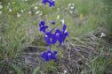 #7: Several of these purple flowers were growing near the confluence point