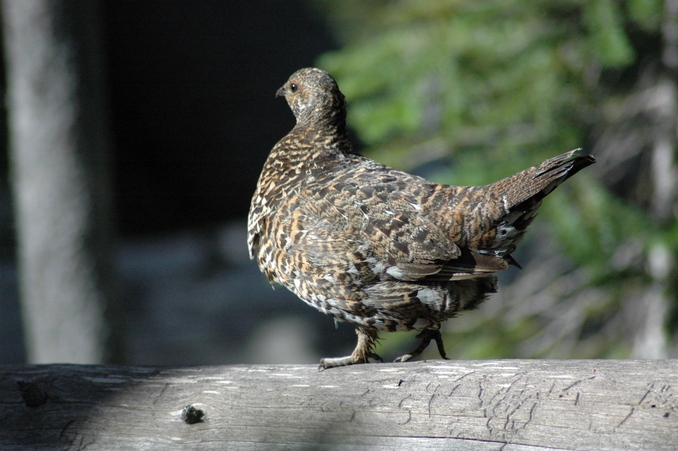 A snow grouse in the woods