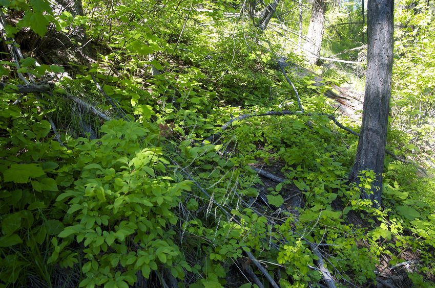 The confluence point lies up a steep bank, next to a double-track road