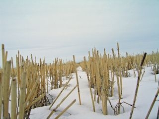 #1: Low aspect shot of field from confluence zeropoint