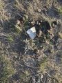 #7: Ground cover at the confluence point. 