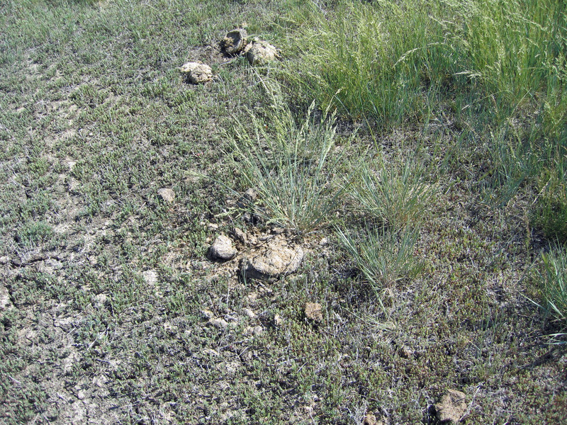 Ground cover and cowpie that marks the spot