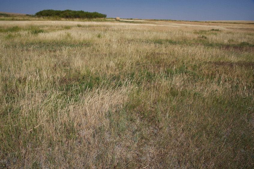 The confluence point lies on a patch of farmland, surrounded on three sides by a creek.  (This is also a view to the East.)