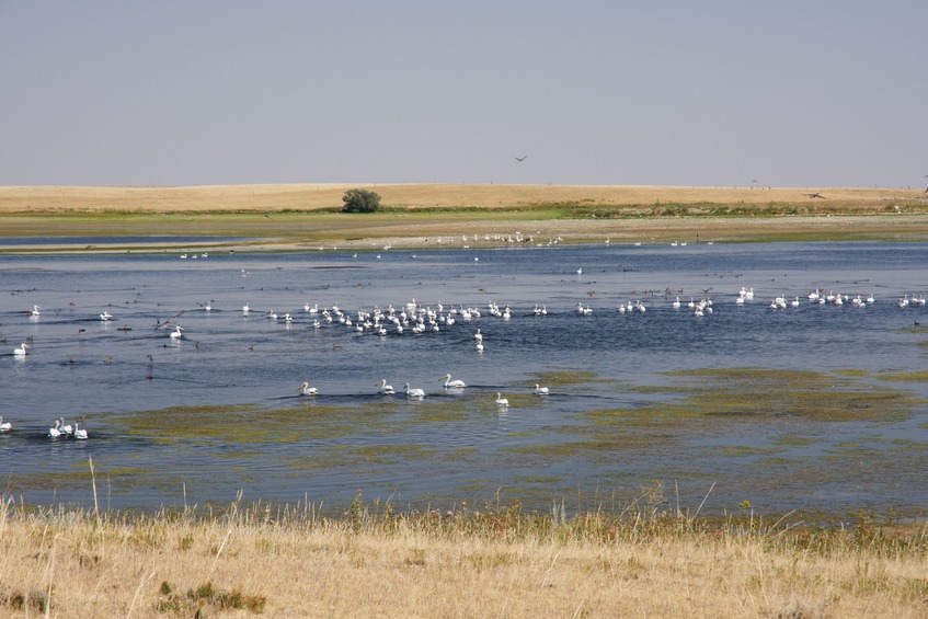 Pelicans on one of the Arod Lakes, about a mile from the point