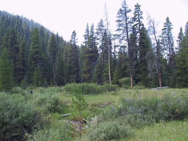 Nearby Grizzly Park