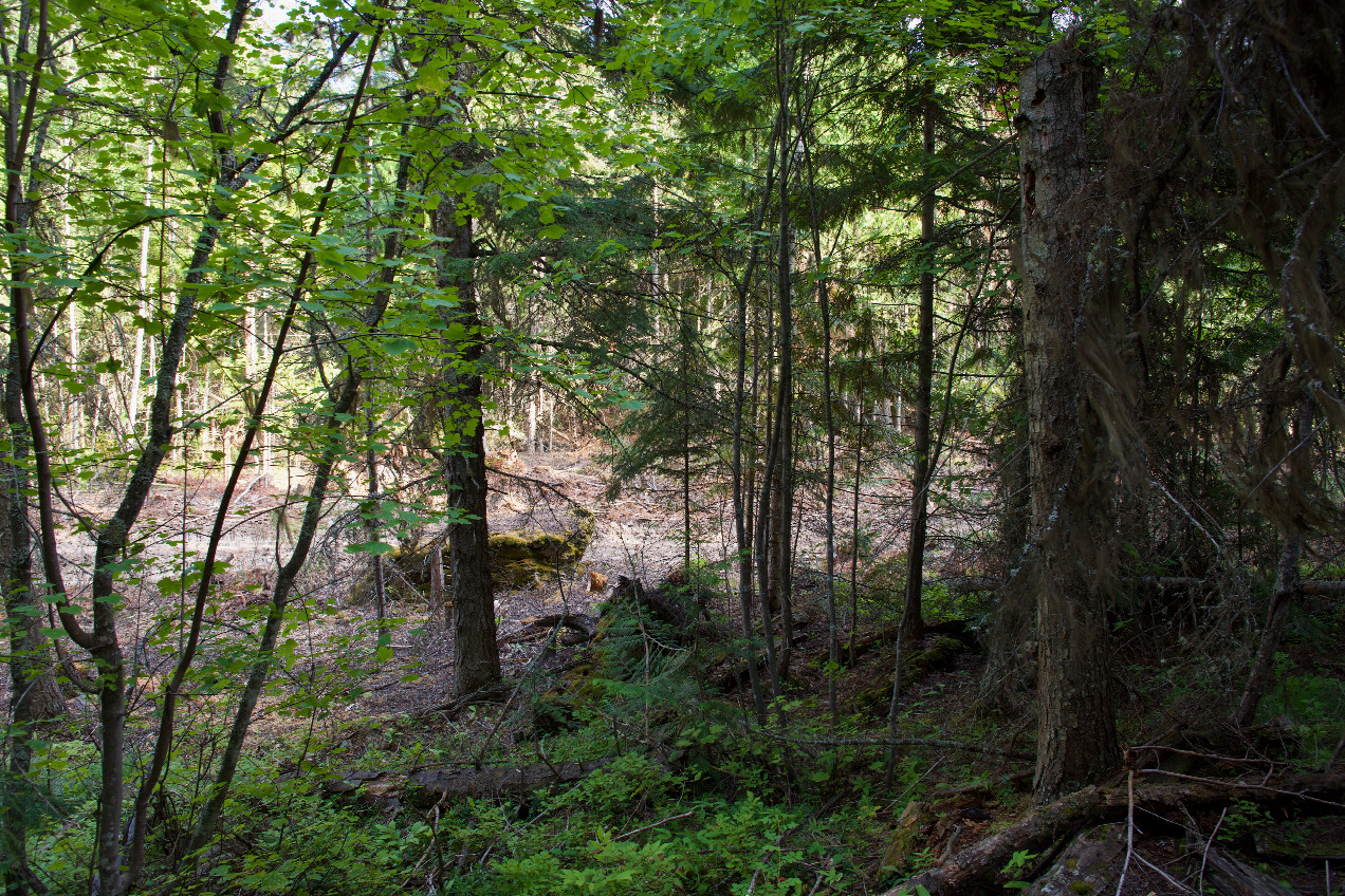 The confluence point lies in a patch of forest, just 50 feet from a logging road.  (This is also a view to the South, towards the road.)