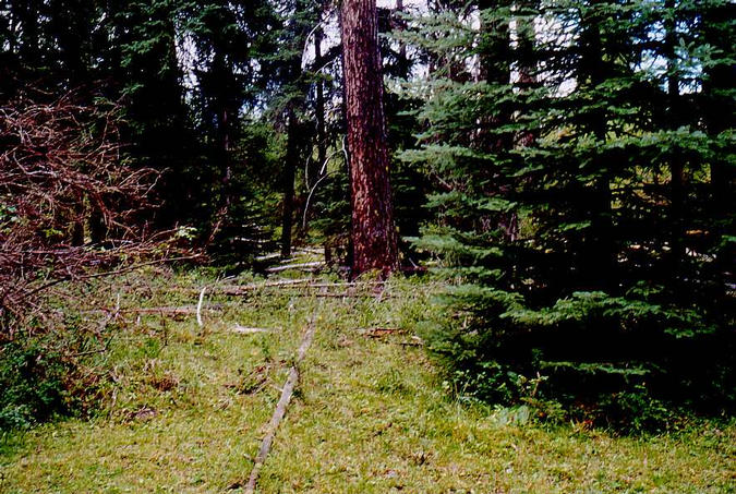 Looking west.  Notice the woodpecker holes in the dead tree.