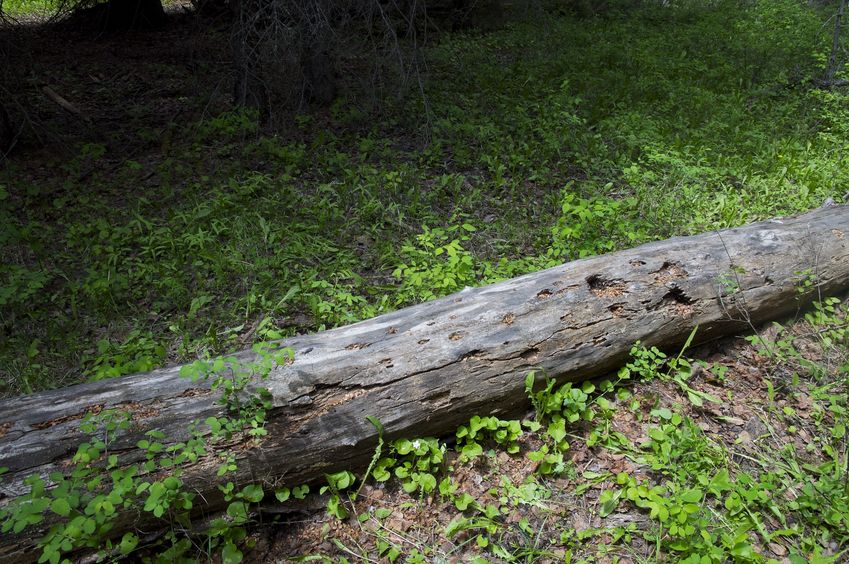 The confluence point lies in a forest, near this dead tree