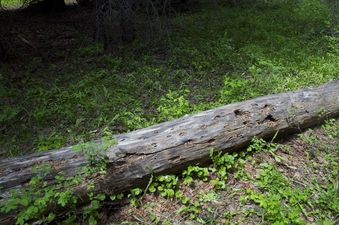 #1: The confluence point lies in a forest, near this dead tree