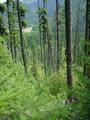 #2: Looking NE from the confluence point.