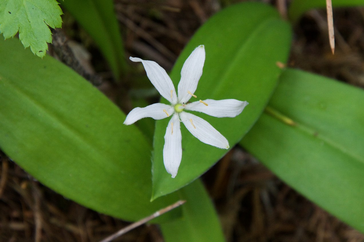 One of several Bead Lilies that were growing near the point