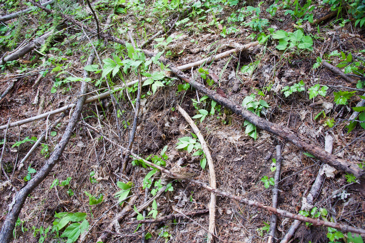 Ground cover at the confluence point