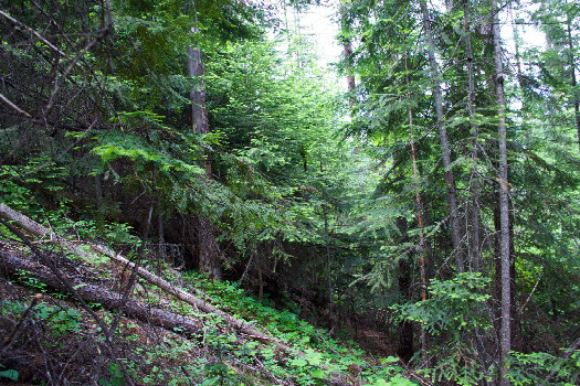 #1: The confluence point lies on a steep, East-facing, forested slope.  (This is also a view to the North, along the slope)