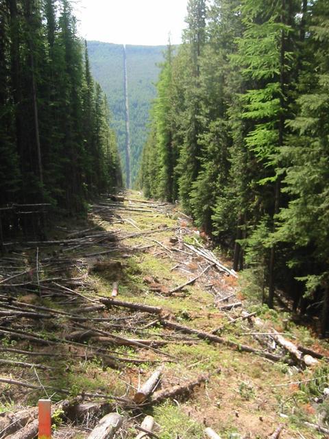 Looking West, down the mountain to Americus Creek