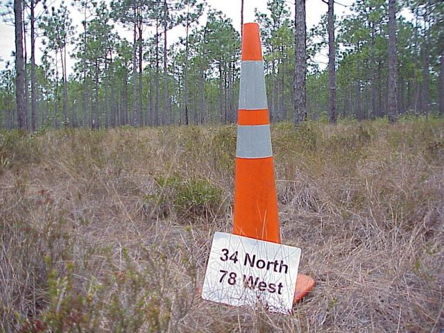 Cone we planted at the confluence site.