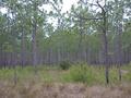 #5: View to the south from the confluence.