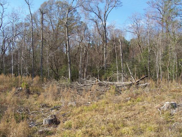 Tree Line - General Area