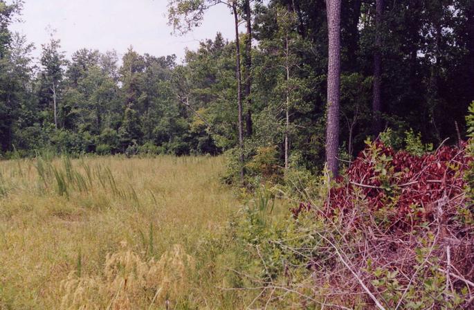 Looking North from the confluence point