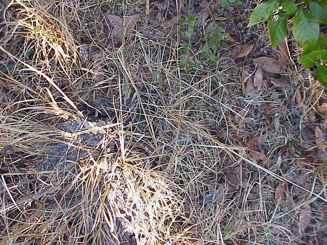 Ground cover at the confluence site.