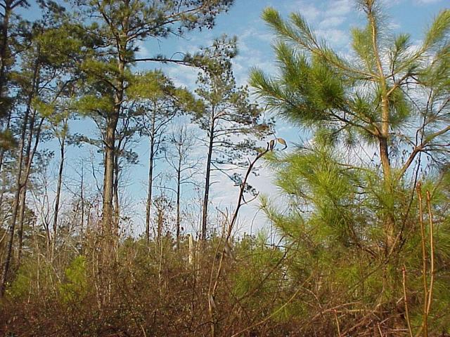 View to the east from the confluence showing the trees.