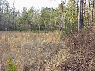 #1: View to the north from the confluence.