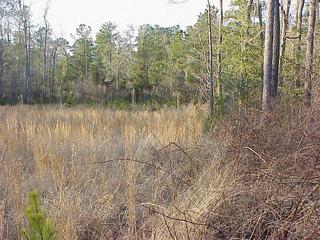 #1: View to the north from the confluence.