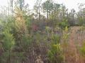 #7: View to the west from the confluence.