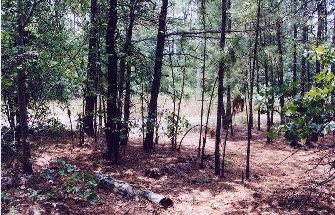 Looking East from the confluence point