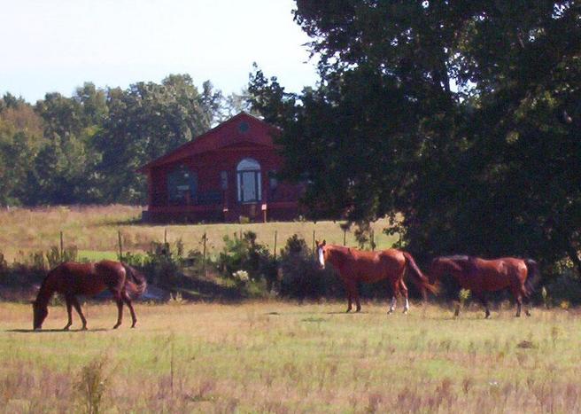 Three horses some distance away.