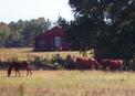 #5: Three horses some distance away.