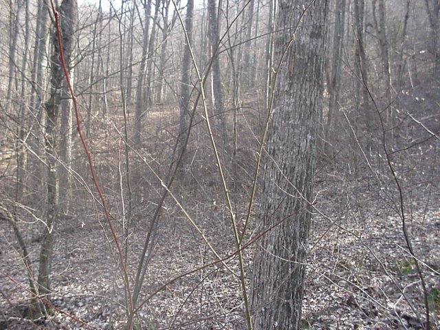 Looking south from the confluence