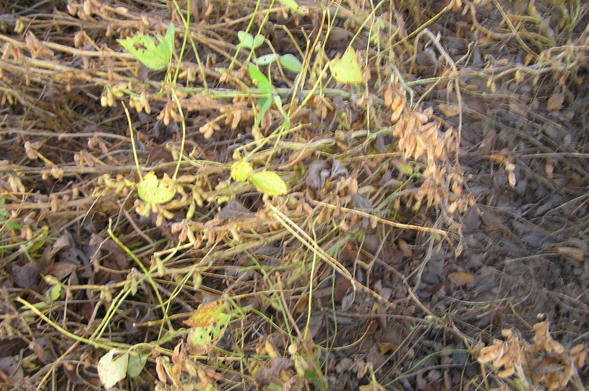 Ground cover at the confluence:  Bean field.