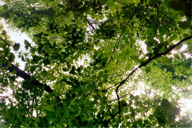 Looking up from the confluence