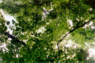 #1: Looking up from the confluence